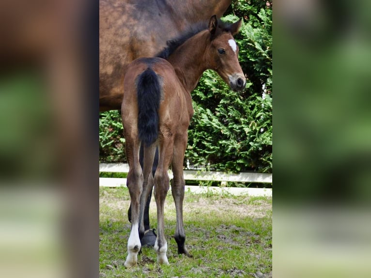 Oldenburg Mare 1 year 16,2 hh Brown in Meppen