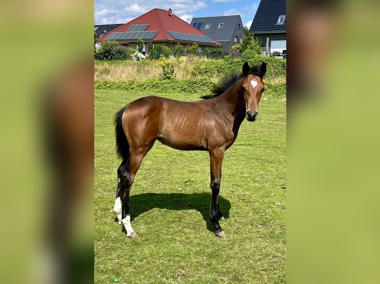 Oldenburg Mare 1 year 16,2 hh Brown in Meppen