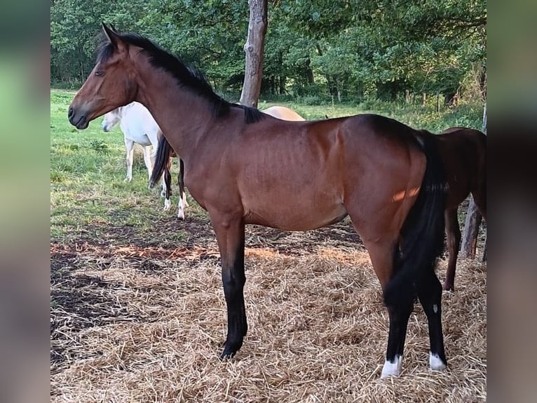 Oldenburg Mare 1 year 16,2 hh Brown in Meppen