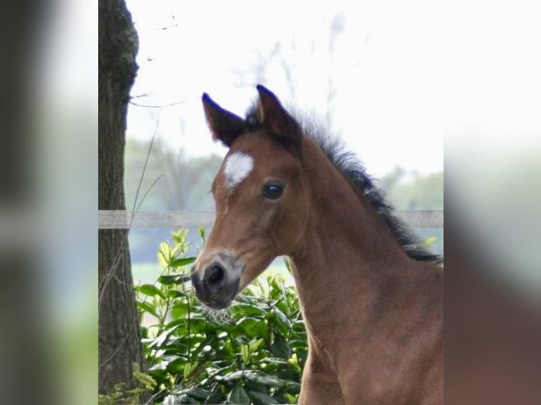 Oldenburg Mare 1 year 16,2 hh Brown in Meppen