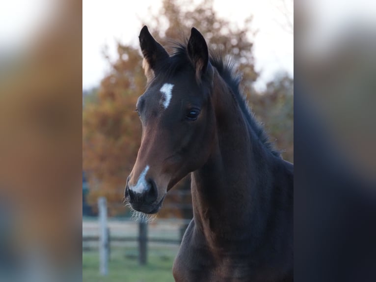 Oldenburg Mare 1 year 16,2 hh Brown in Bramsche