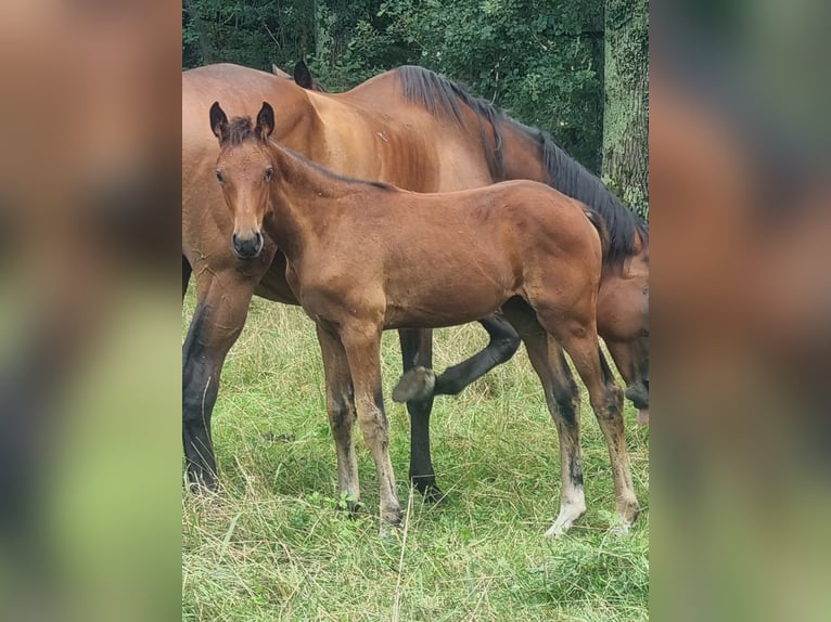 Oldenburg Mare 1 year 16,2 hh Brown in Thiers