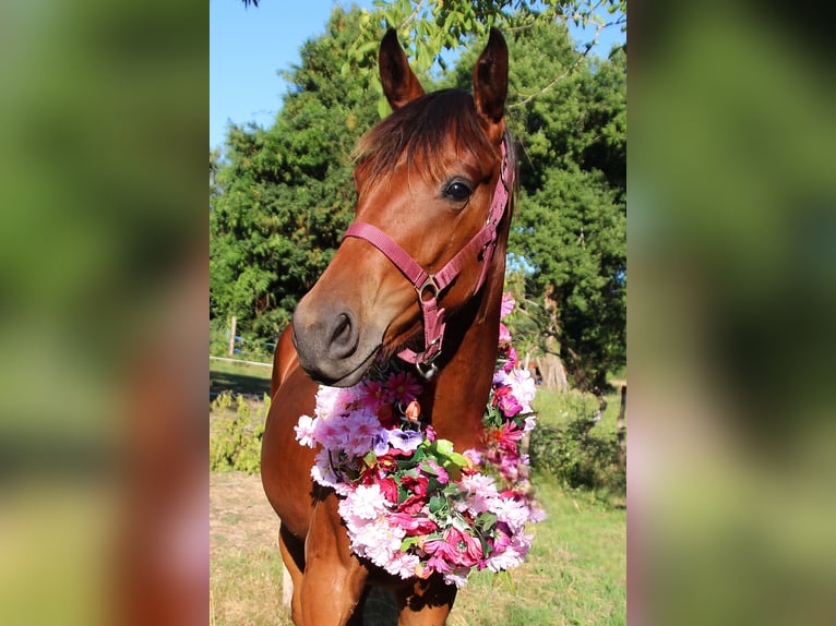 Oldenburg Mare 1 year 16,2 hh Brown in Thiers