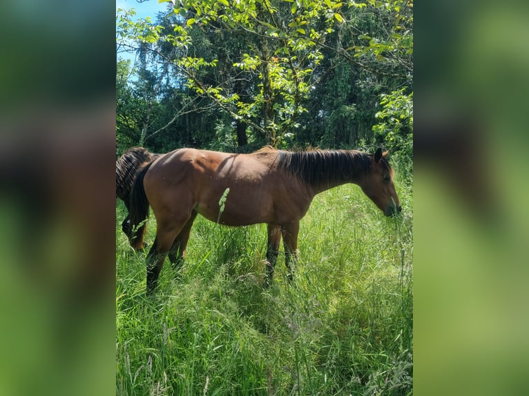 Oldenburg Mare 1 year 16,2 hh Brown in Thiers