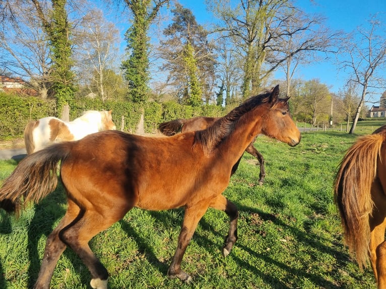 Oldenburg Mare 1 year 16,2 hh Brown in Thiers