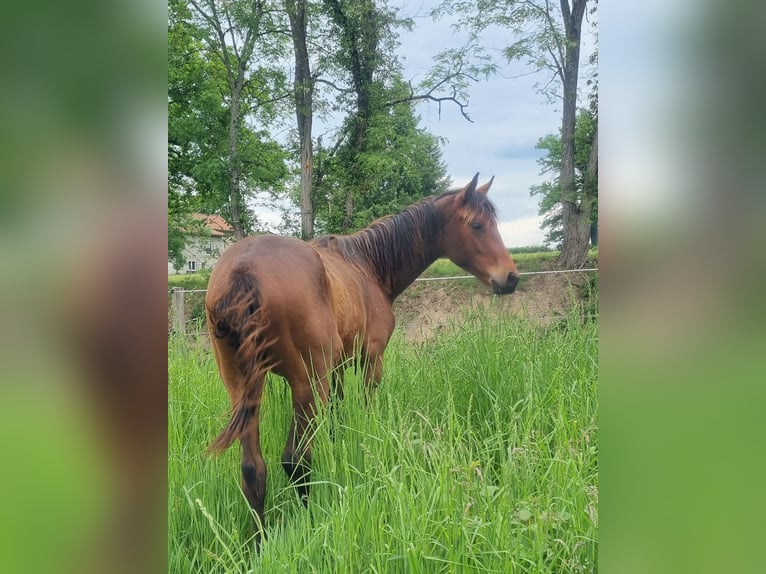 Oldenburg Mare 1 year 16,2 hh Brown in Thiers