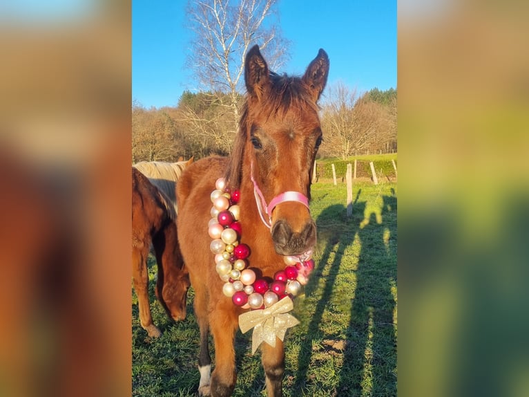 Oldenburg Mare 1 year 16,2 hh Brown in Thiers