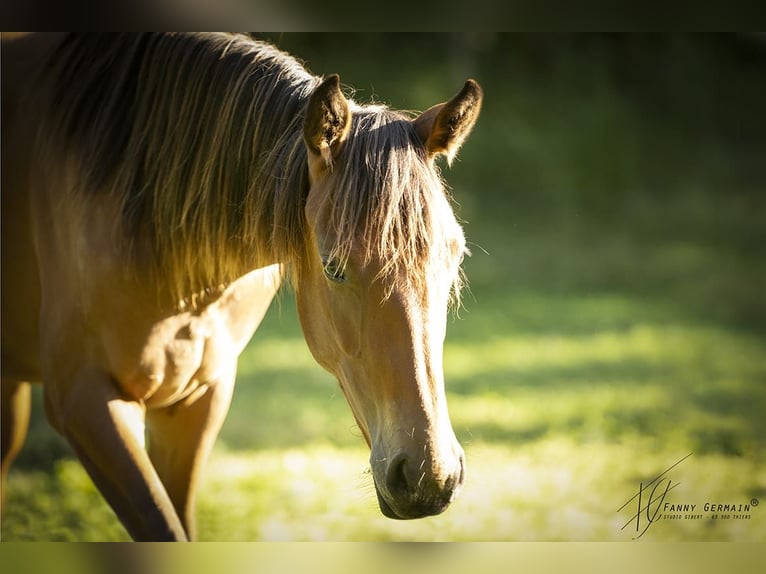 Oldenburg Mare 1 year 16,2 hh Brown in Thiers