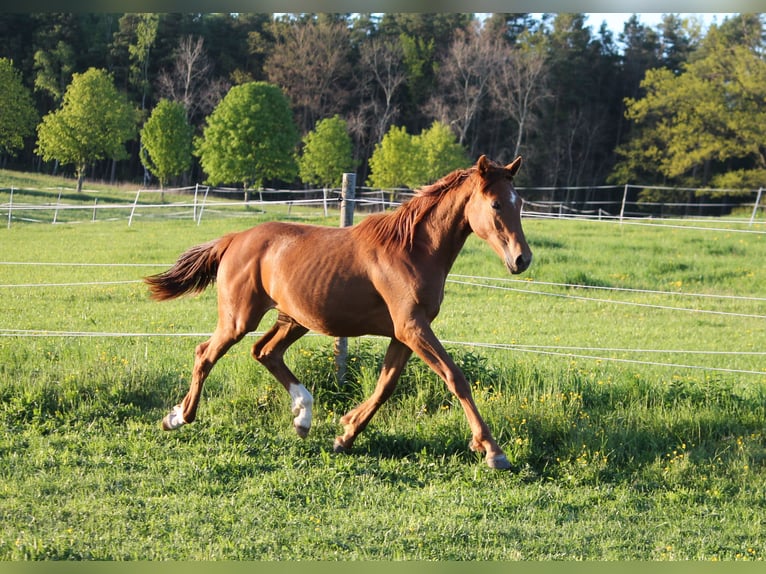 Oldenburg Mare 1 year 16,2 hh Chestnut-Red in Trockenborn