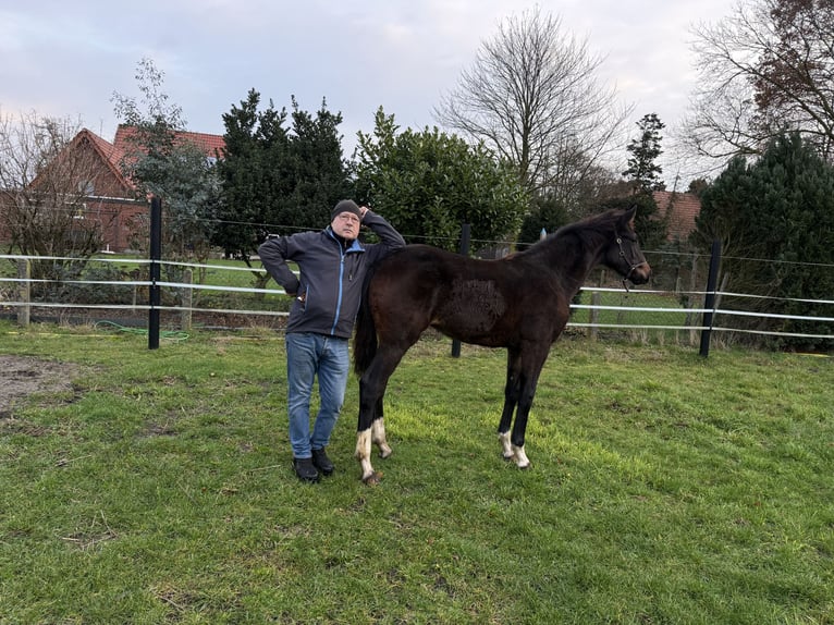 Oldenburg Mare 1 year 16,2 hh in Lengerich