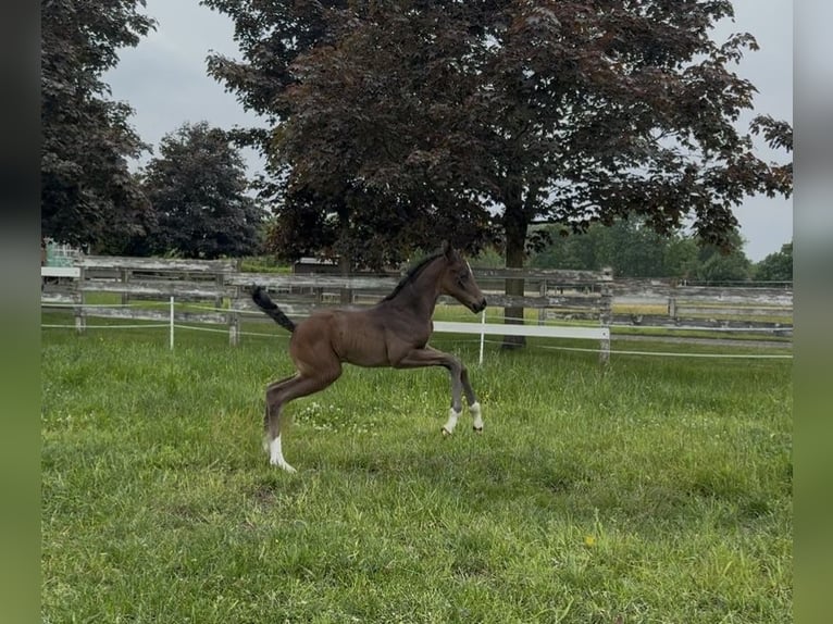 Oldenburg Mare 1 year 16,2 hh in Lengerich