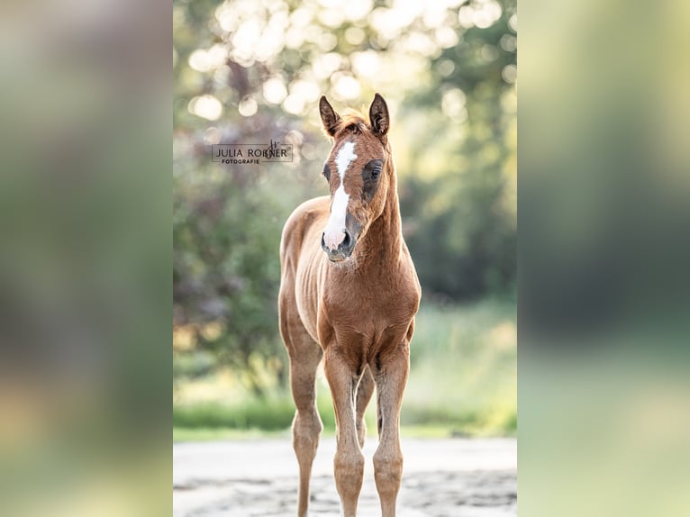 Oldenburg Mare 1 year 16,2 hh in Stadland