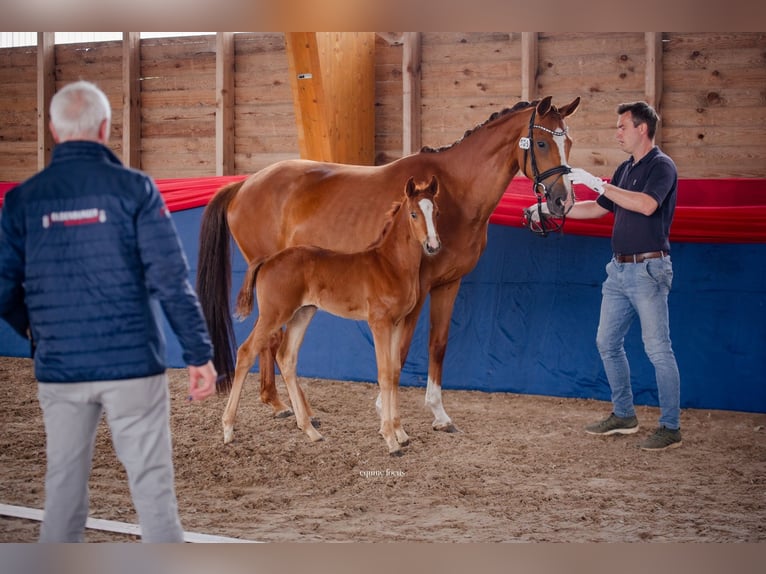 Oldenburg Mare 1 year 16,3 hh Brown in Berlin