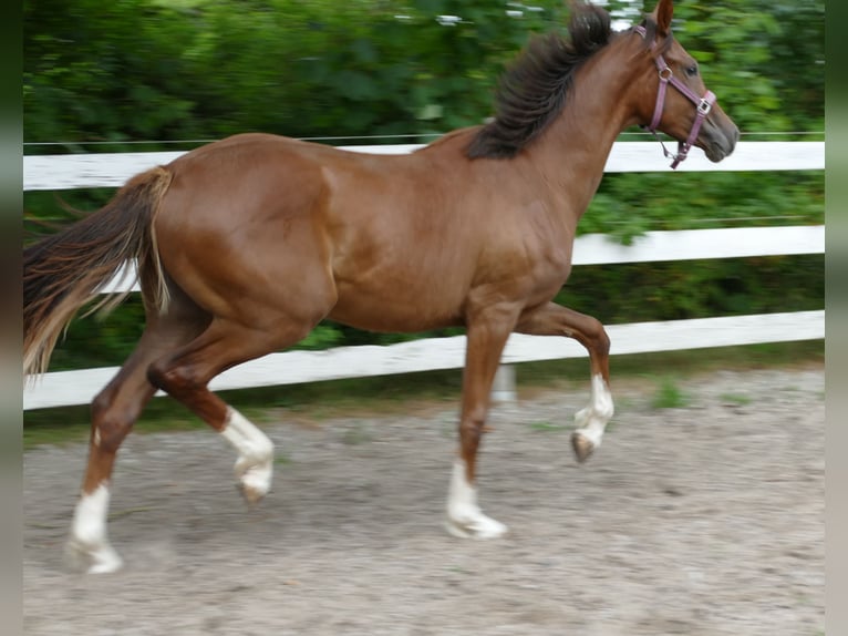 Oldenburg Mare 1 year 16,3 hh Chestnut in Greifenstein