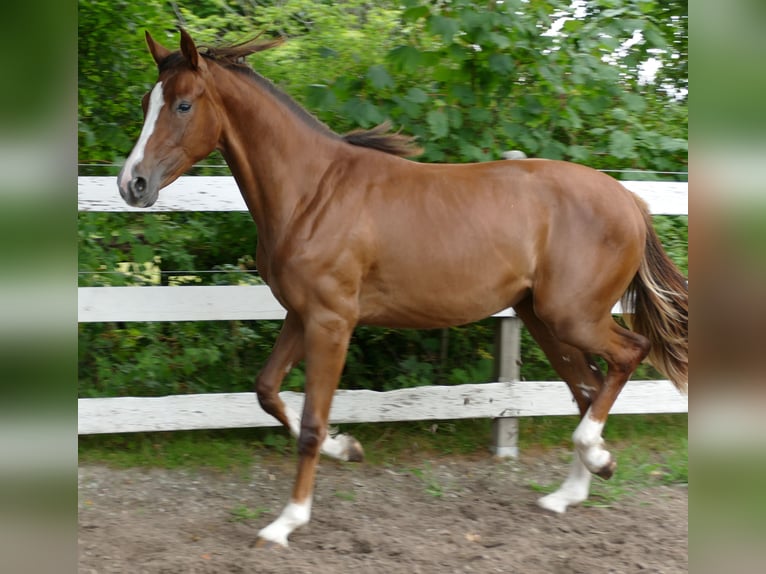 Oldenburg Mare 1 year 16,3 hh Chestnut in Greifenstein
