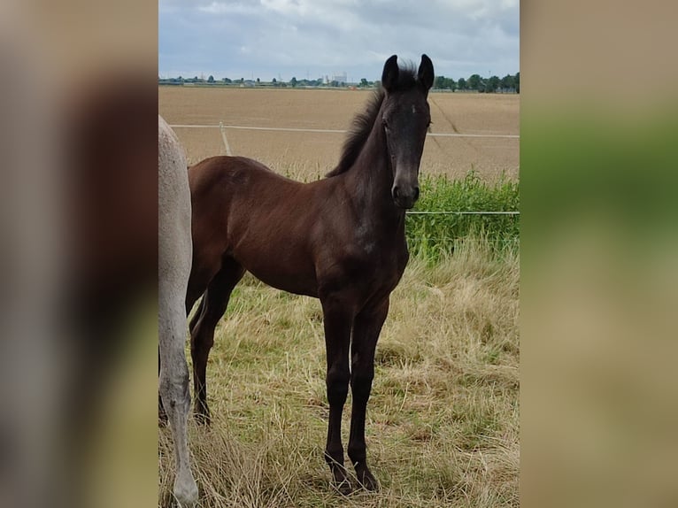 Oldenburg Mare 1 year 16,3 hh Grey in Bitterfeld- Wolfen