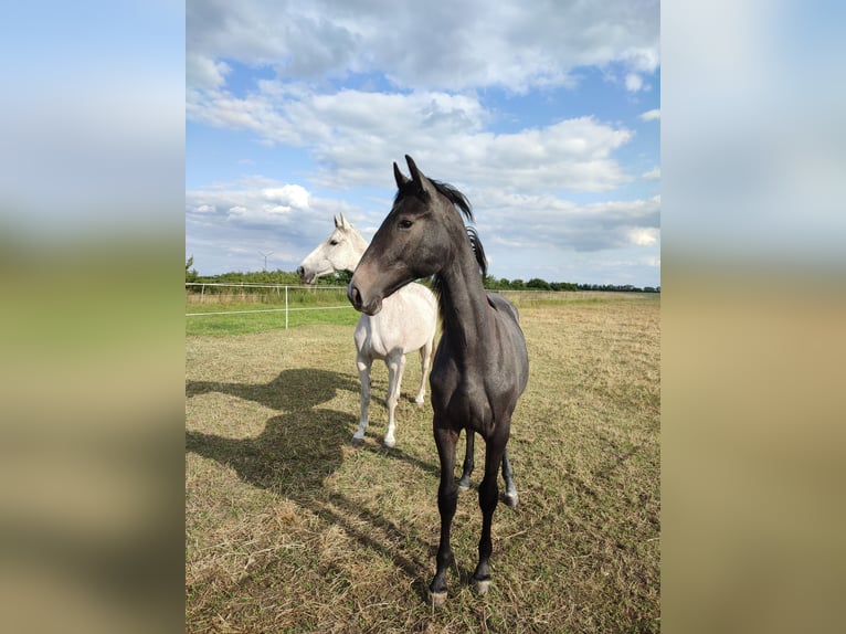 Oldenburg Mare 1 year 16,3 hh Grey in Bitterfeld- Wolfen