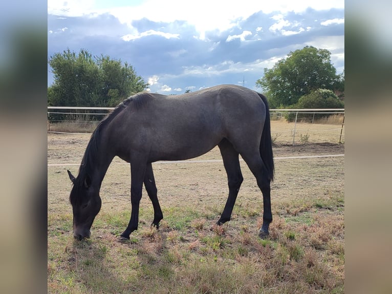 Oldenburg Mare 1 year 16,3 hh Grey in Bitterfeld- Wolfen
