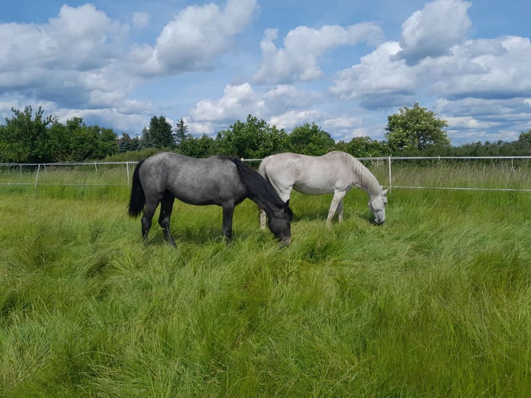 Oldenburg Mare 1 year 16,3 hh Grey in Bitterfeld- Wolfen