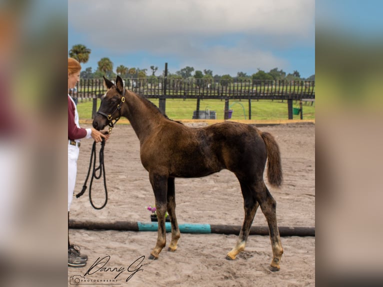 Oldenburg Mare 1 year 17 hh Bay-Dark in CitraCitra FL