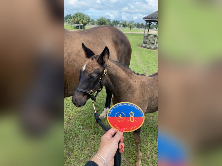 Oldenburg Mare 1 year 17 hh Bay-Dark in CitraCitra FL