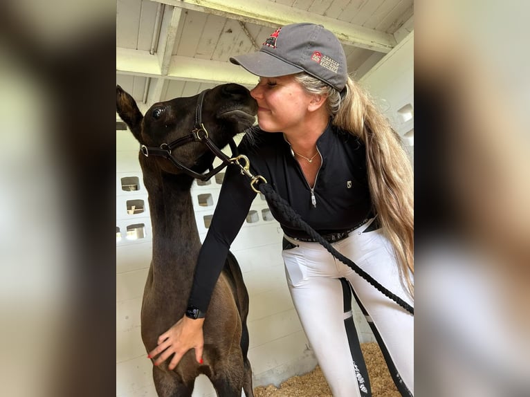 Oldenburg Mare 1 year 17 hh Bay-Dark in CitraCitra FL
