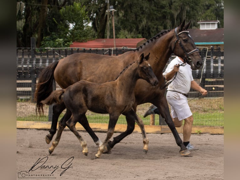Oldenburg Mare 1 year 17 hh Bay-Dark in CitraCitra FL