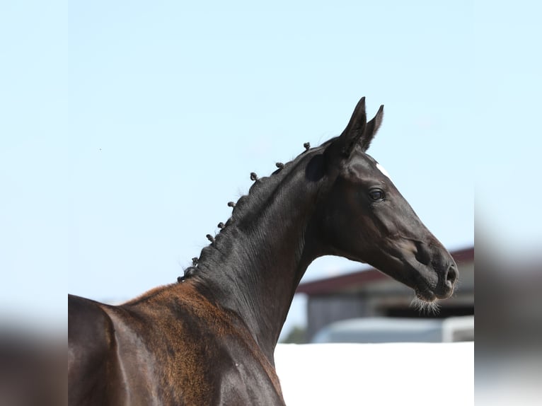 Oldenburg Mare 1 year 17 hh Black in Belgern