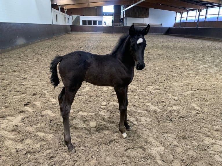 Oldenburg Mare 1 year 17 hh Black in Hamburg Osdorf