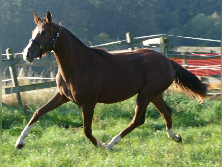 Oldenburg Mare 1 year 17 hh Chestnut in Greifenstein