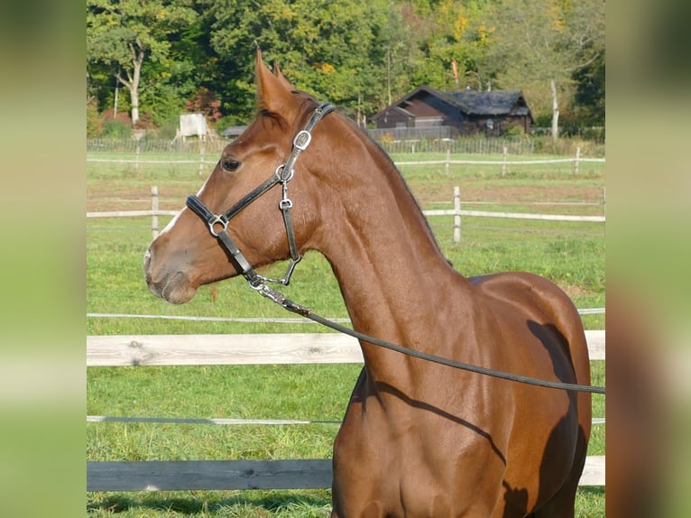 Oldenburg Mare 1 year 17 hh Chestnut in Greifenstein