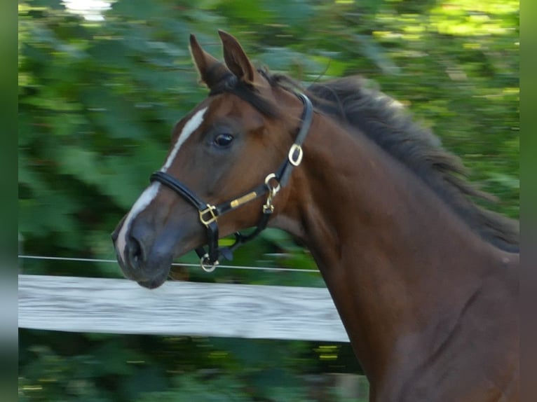 Oldenburg Mare 1 year 17 hh Chestnut in Greifenstein