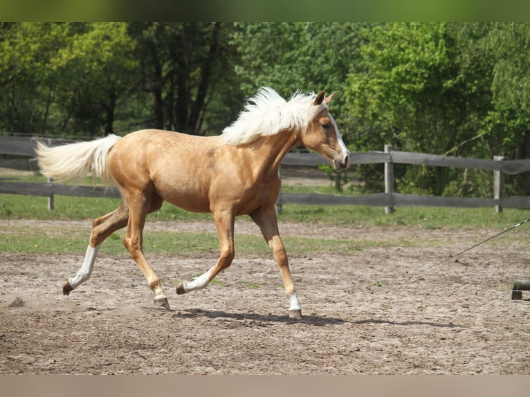 Oldenburg Mare 1 year 17 hh Palomino in gl&#xFC;cksburg