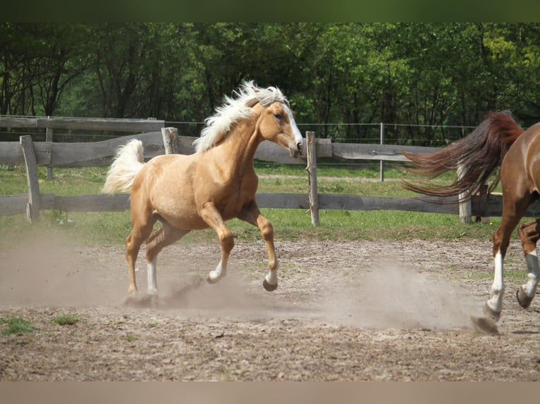 Oldenburg Mare 1 year 17 hh Palomino in gl&#xFC;cksburg