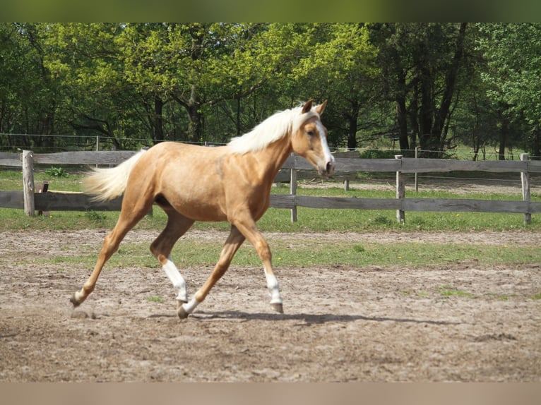 Oldenburg Mare 1 year 17 hh Palomino in gl&#xFC;cksburg