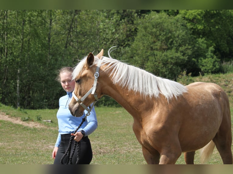 Oldenburg Mare 1 year 17 hh Palomino in gl&#xFC;cksburg