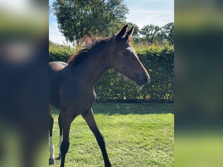 Oldenburg Mare 1 year Bay-Dark in Apen