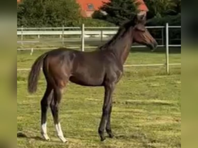 Oldenburg Mare 1 year Bay-Dark in Apen