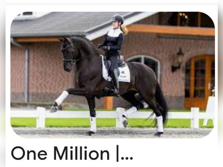 Oldenburg Mare 1 year Bay-Dark in Cloppenburg