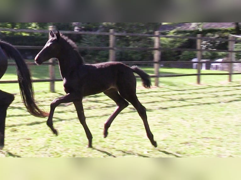 Oldenburg Mare 1 year Bay-Dark in Cloppenburg