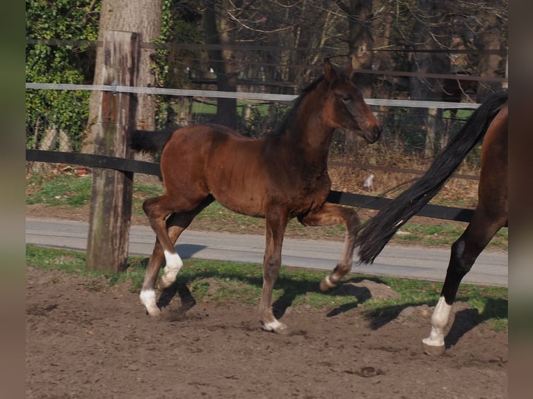 Oldenburg Mare 1 year Bay-Dark in Bramsche