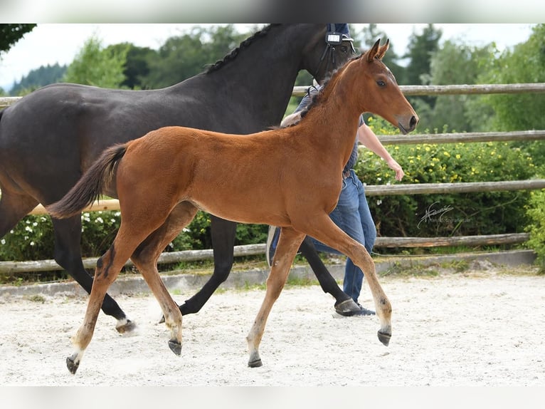 Oldenburg Mare 1 year Bay-Dark in Helferskirchen