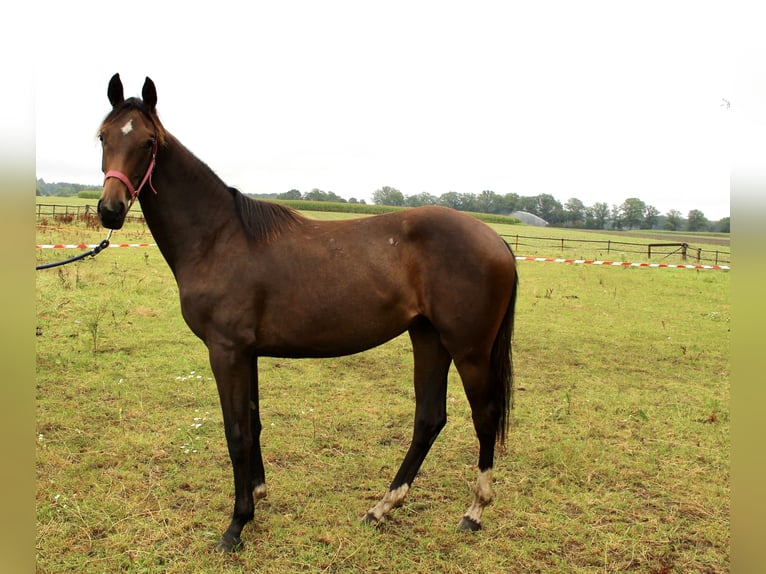 Oldenburg Mare 1 year Bay-Dark in Lastrup