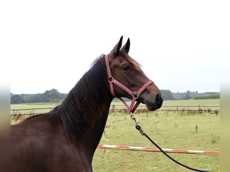 Oldenburg Mare 1 year Bay-Dark in Lastrup