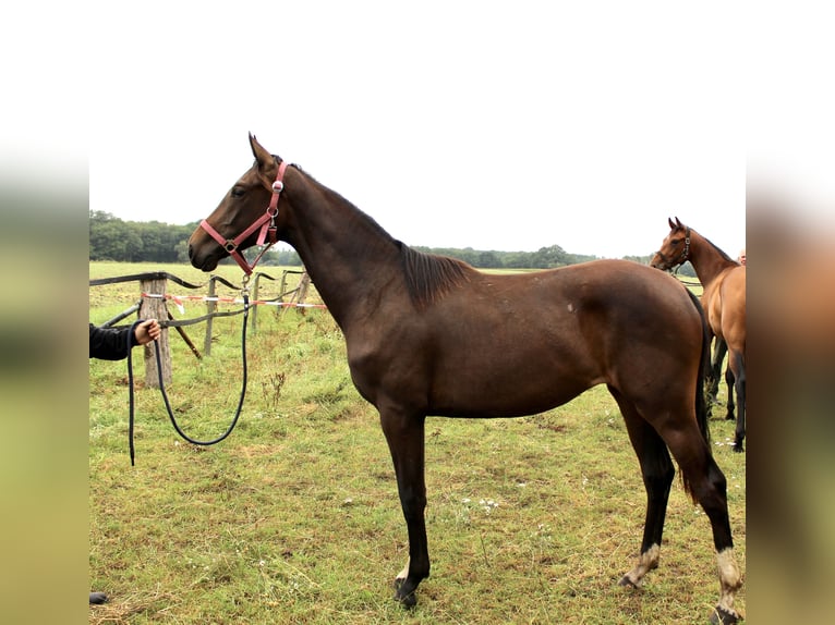 Oldenburg Mare 1 year Bay-Dark in Lastrup