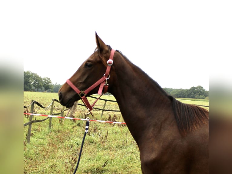 Oldenburg Mare 1 year Bay-Dark in Lastrup