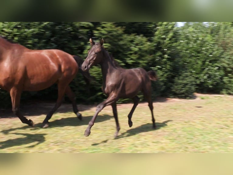 Oldenburg Mare 1 year Bay-Dark in Vrees