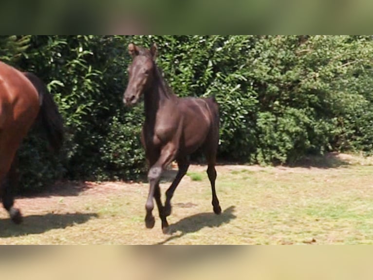 Oldenburg Mare 1 year Bay-Dark in Vrees