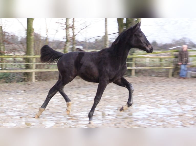 Oldenburg Mare 1 year Bay-Dark in Wardenburg