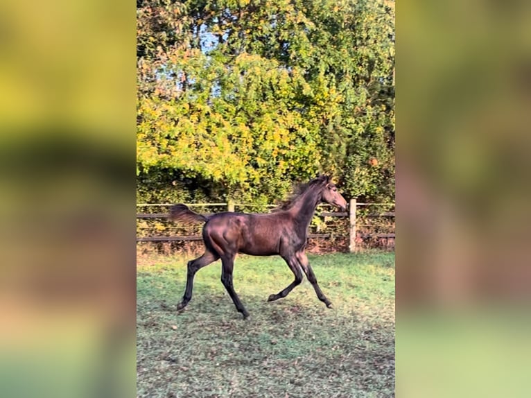 Oldenburg Mare 1 year Bay-Dark in Werlte